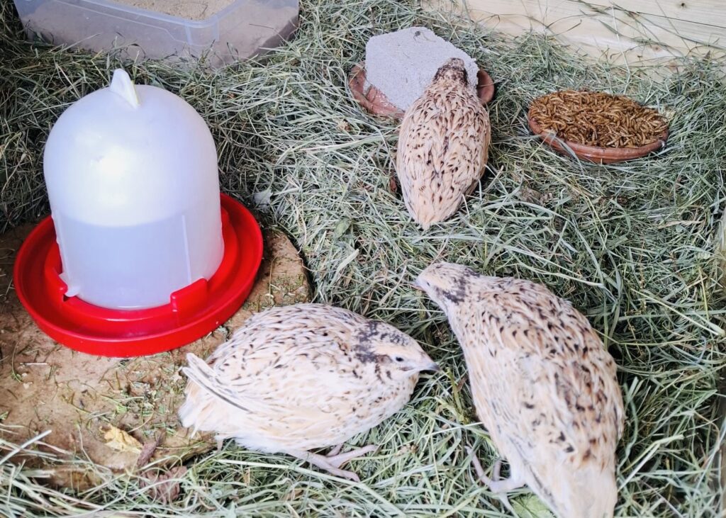 Wachteln am Wagnerhof in Kainisch