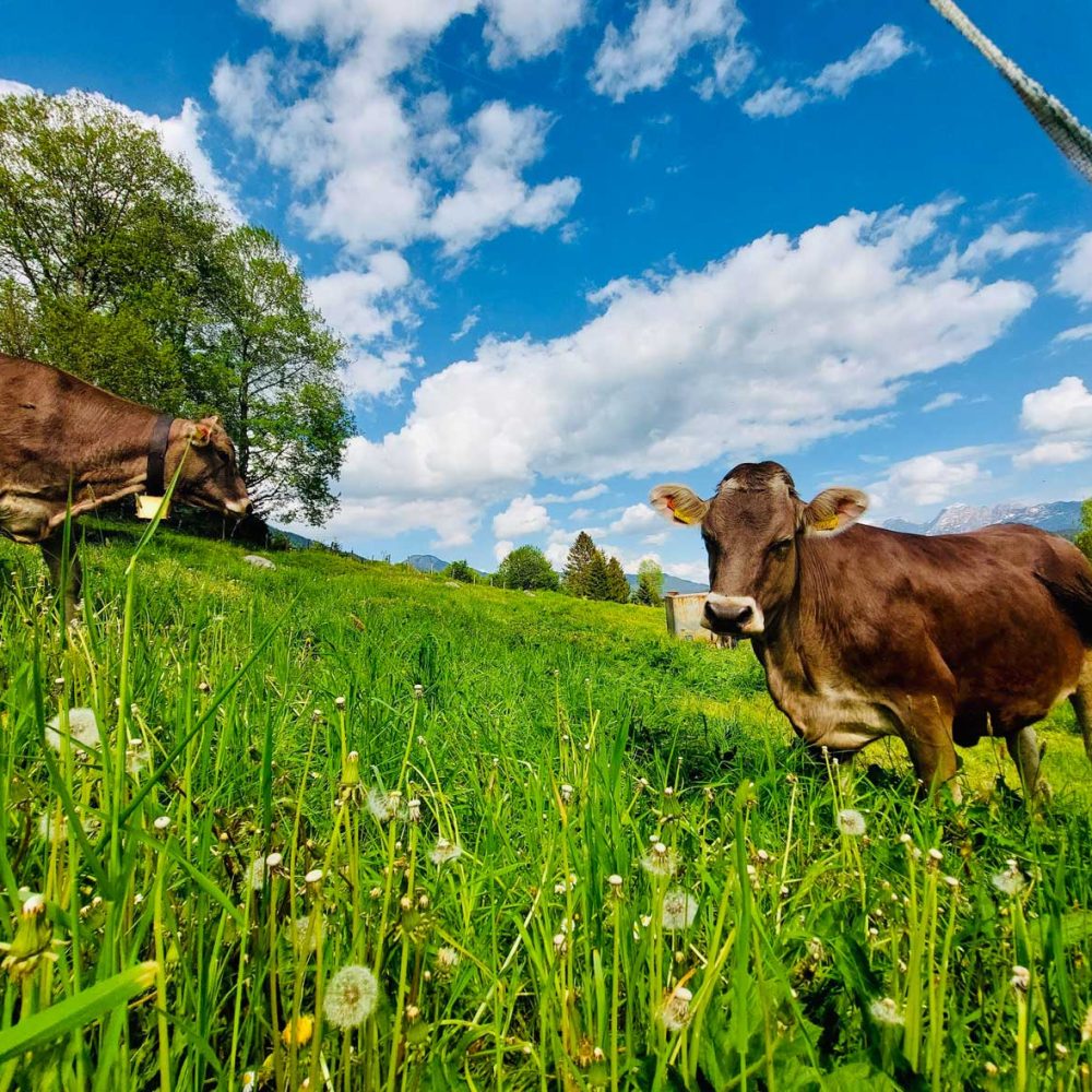 Glückliche Kühe am Wagnerhof in Kainisch